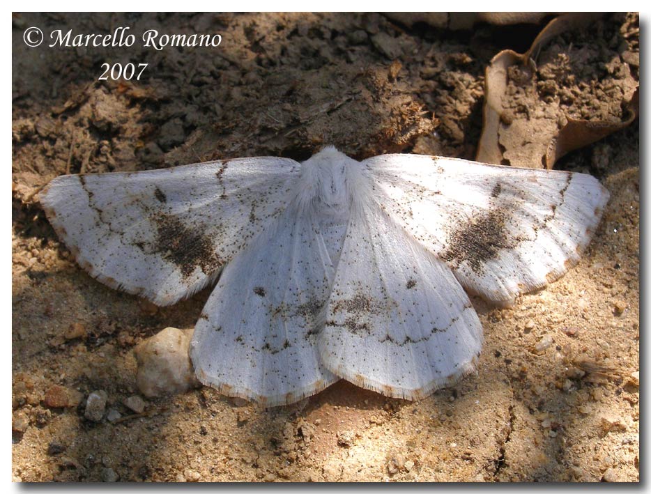 Prime visioni:1.Dyscia innocentaria sicanaria (Geometridae)